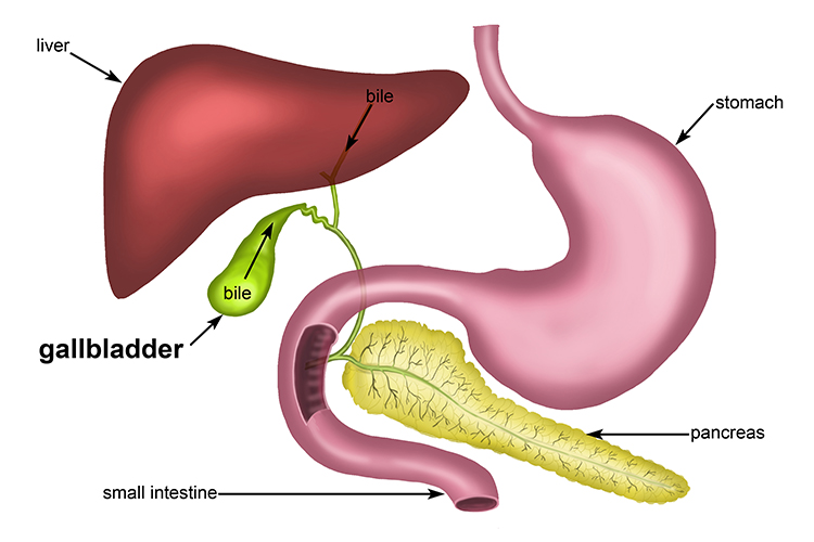 The gallbladder is positioned below the liver
